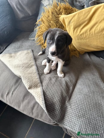Border Collie dogs Border collie pups - Advert 9