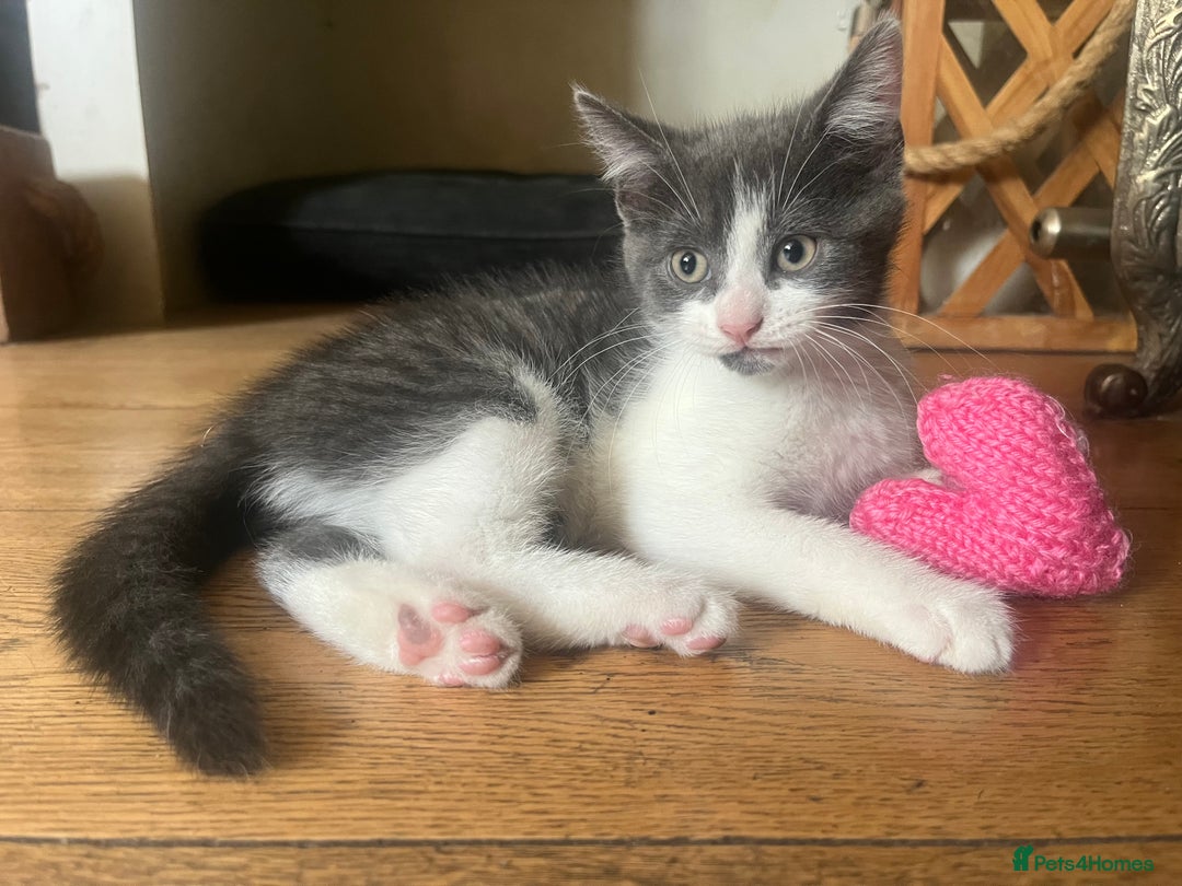 Mixed Breed cats for sale: Female Russian blue and British shorthair mix  - Image 1