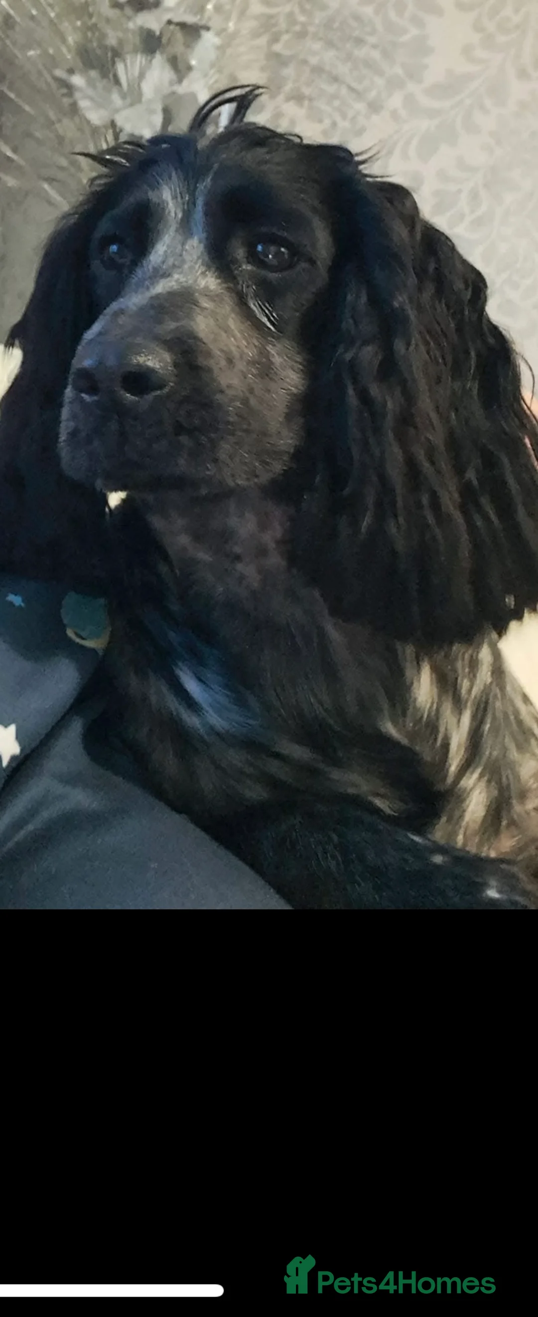 Cockapoo dogs for sale: Ivy cockapoo in Blackburn - Advert 2