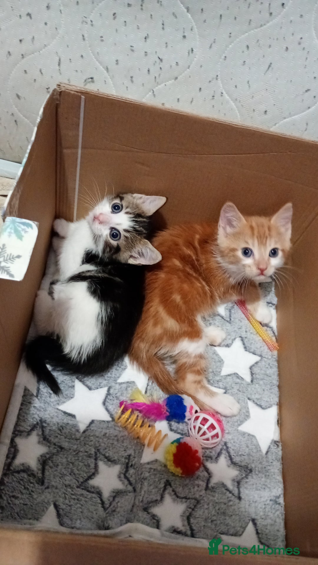 Mixed Breed cats for sale: Kittens  - Advert 7