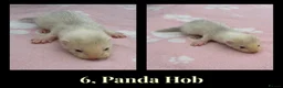 Ferret rodents for sale: 🦦 Adorable Ferret Kits (Pandas, Roans & Sables)🐾 - Advert 5