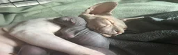 Sphynx cats for sale: Beautiful example Sphynx babies  - Advert 1