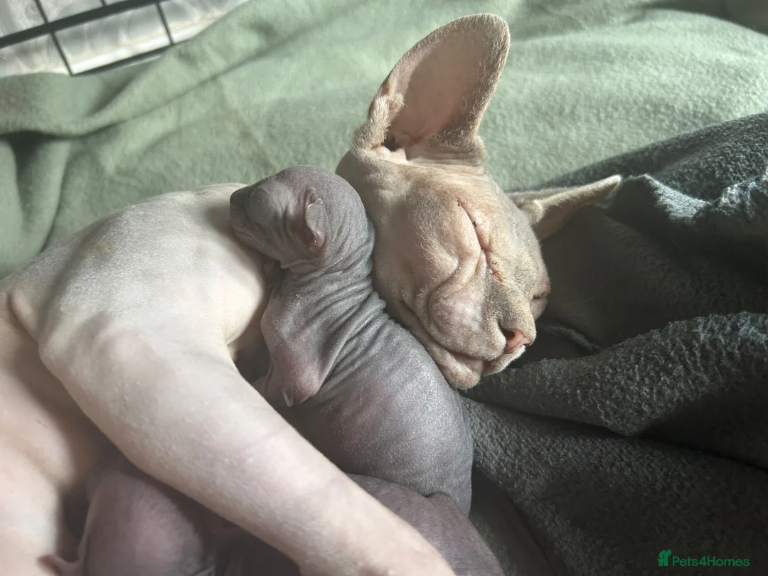 Sphynx cats for sale: Beautiful example Sphynx babies  - Advert 1