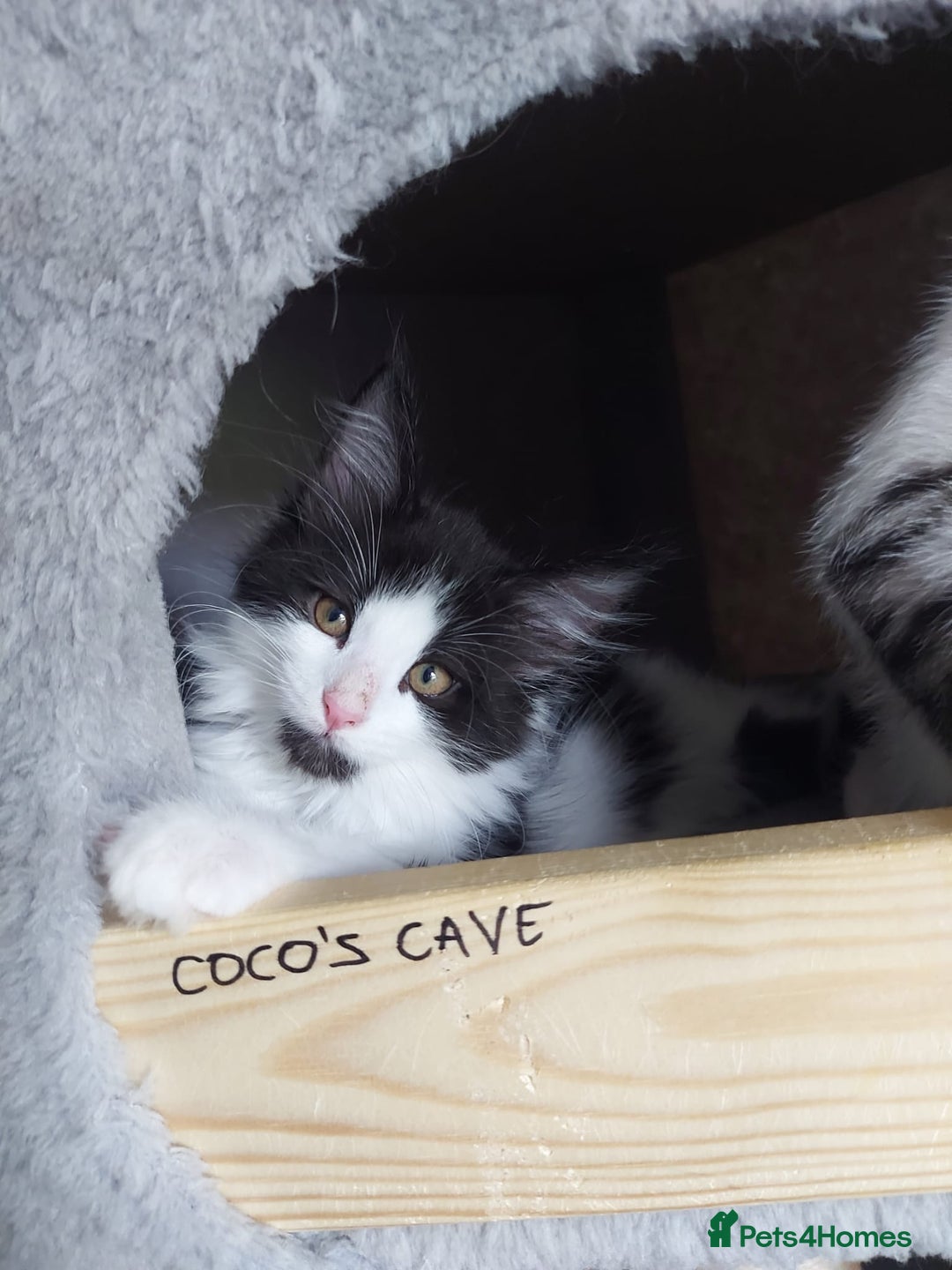 Maine Coon cats for sale: Beautiful X Maine-coon kittens 😸 ♥️ 😍 ❤️ - Image 10