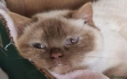British Shorthair cats for sale: British Shorthair Red Bi Pointed  - Image 3