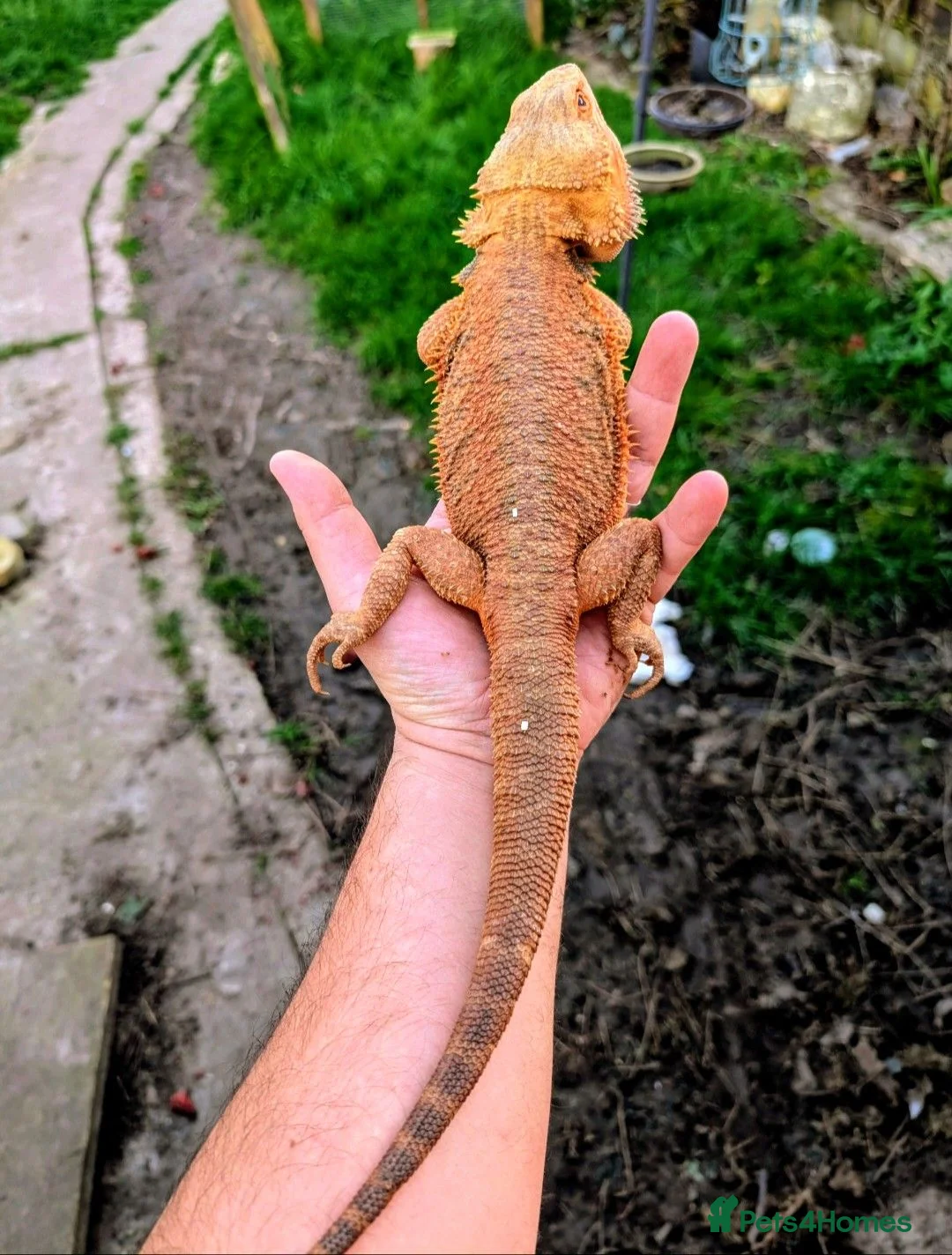 Bearded Dragon reptiles for sale: Proven adult bearded dragons ( read advert) - Advert 2