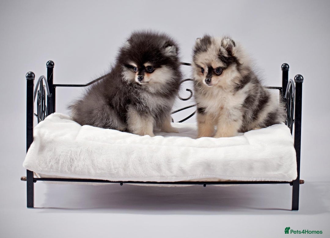 Pomeranian dogs for sale: Pomeranian champions  - Advert 12