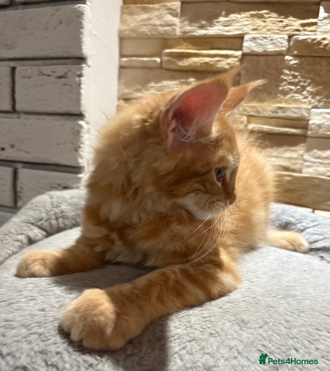 Maine Coon cats for sale: Pure blood Maine coon kittens  - Image 8