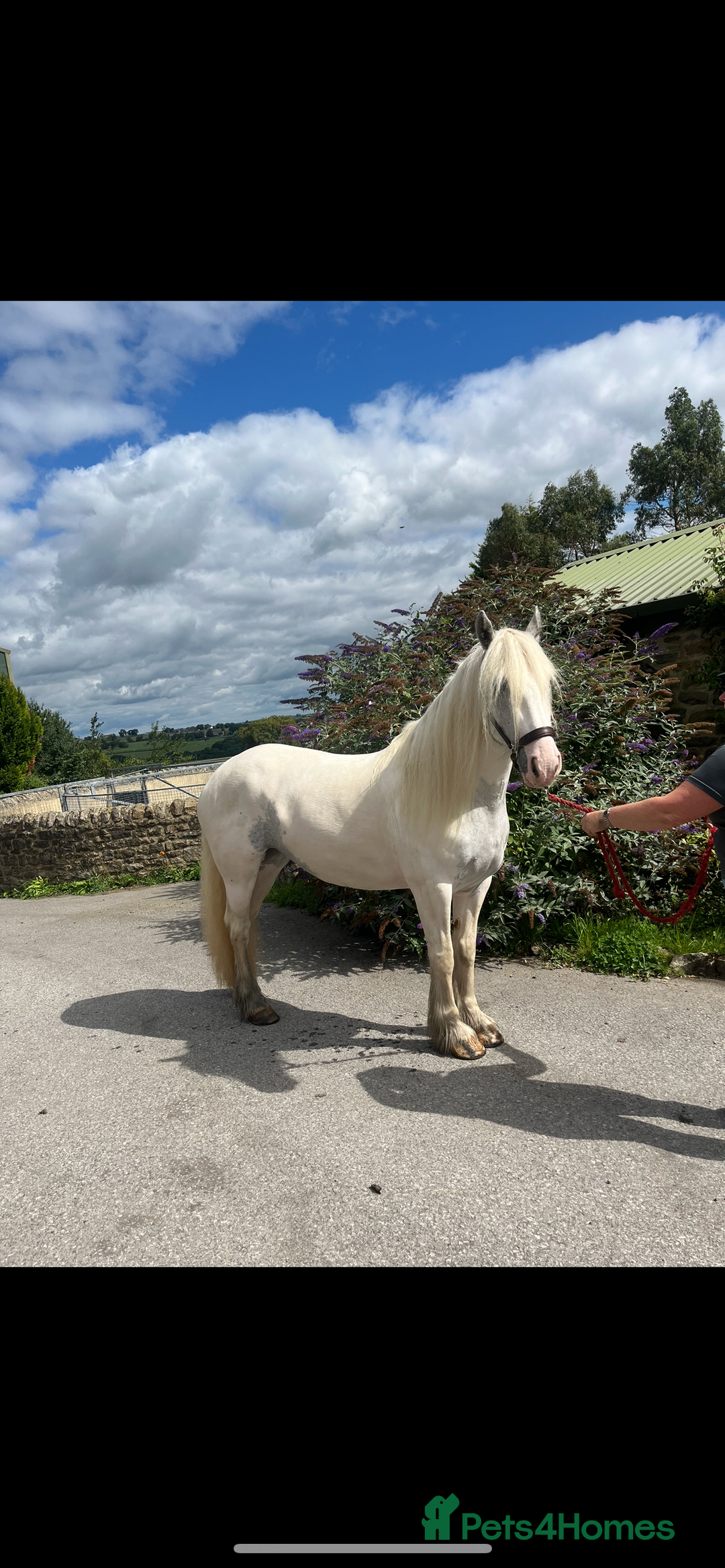 Irish Cob horses for sale: Best in blue 💙 - Image 5