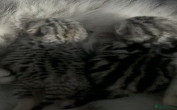British Shorthair cats for sale: GCCF British Shorthair Silver Kittens - Image 7