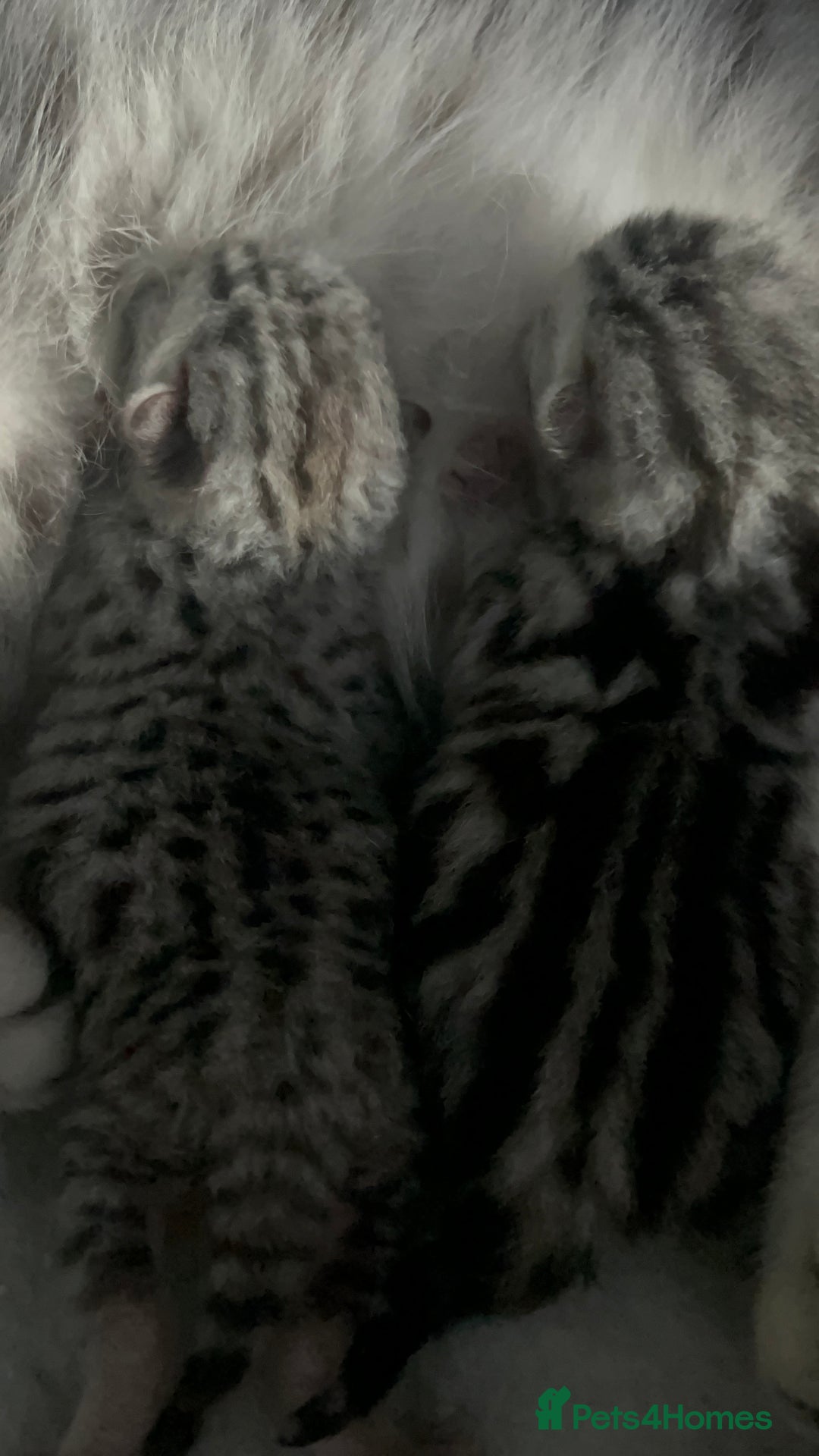 British Shorthair cats for sale: GCCF British Shorthair Silver Kittens - Image 7