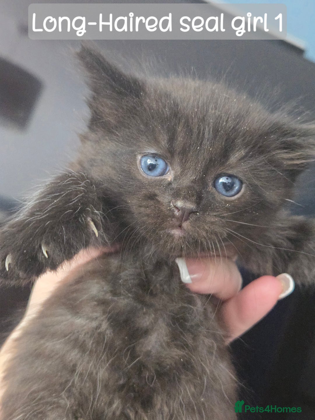 Ragdoll cats for sale: 12 half-Ragdolls (£150-£475) - Image 13