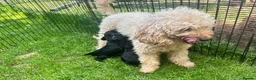 Cockapoo dogs for sale: 6 ADORABLE COCKAPOO PUPPIES 3 BOYS & 3 GIRLS - Advert 7