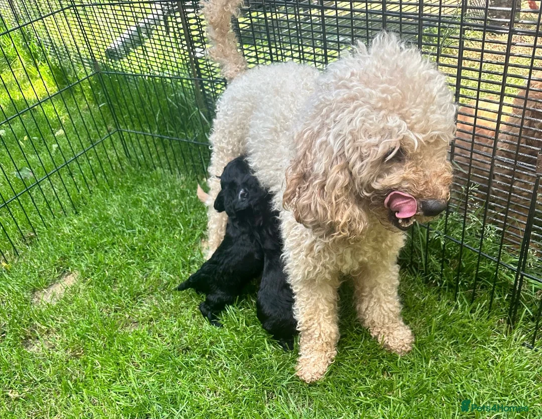 Cockapoo dogs for sale: 6 ADORABLE COCKAPOO PUPPIES 3 BOYS & 3 GIRLS - Advert 7