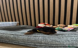 Yorkshire Terrier dogs for sale: 🐶Yorkshire terrier puppies for sale🐶 - Advert 9