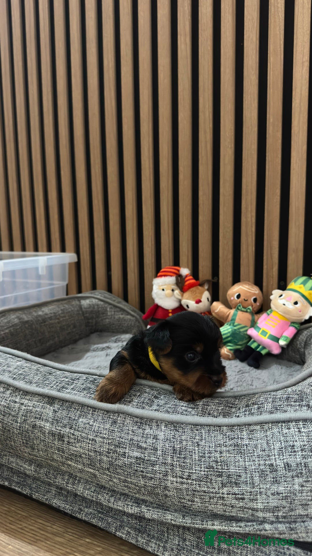 Yorkshire Terrier dogs for sale: 🐶Yorkshire terrier puppies for sale🐶 - Advert 9