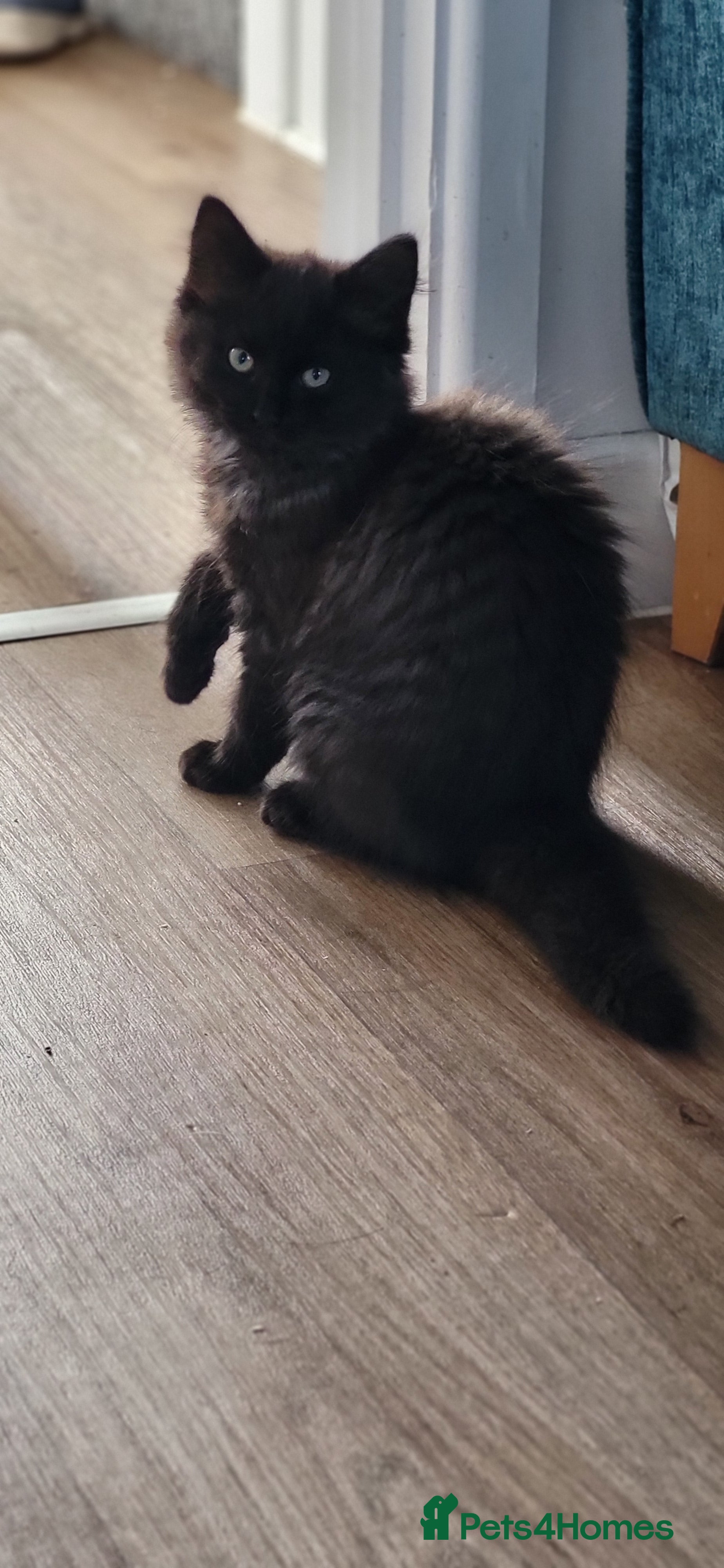 Mixed Breed cats Fluffy mixed kittens - Advert 2