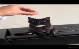 Mixed Breed cats for sale: Mixed breed kittens  - Image 1