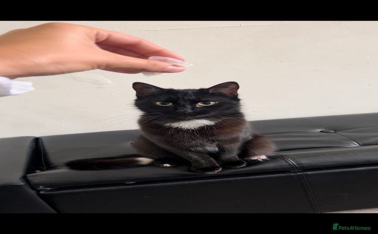 Mixed Breed cats - Advert 1