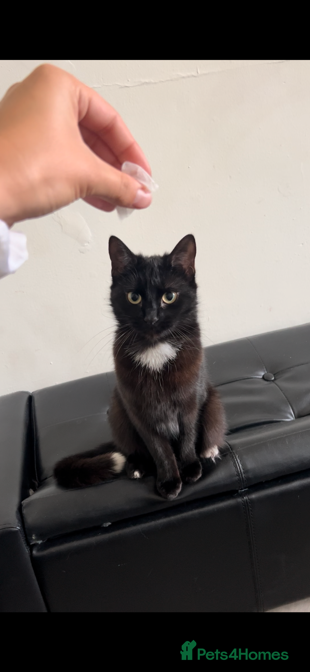 Mixed Breed cats for sale: Mixed breed kittens  - Image 1