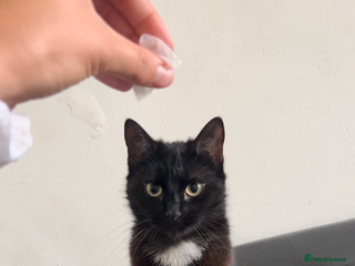 Mixed Breed cats - Advert 2