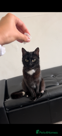 Mixed Breed cats - Advert 2