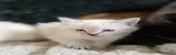 Ragdoll cats for sale: Beautiful Ragdol Kittens  - Advert 9