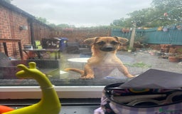 Mixed Breed dogs for adoption: Meet Mika, currently residing in Barnsley - Image 4