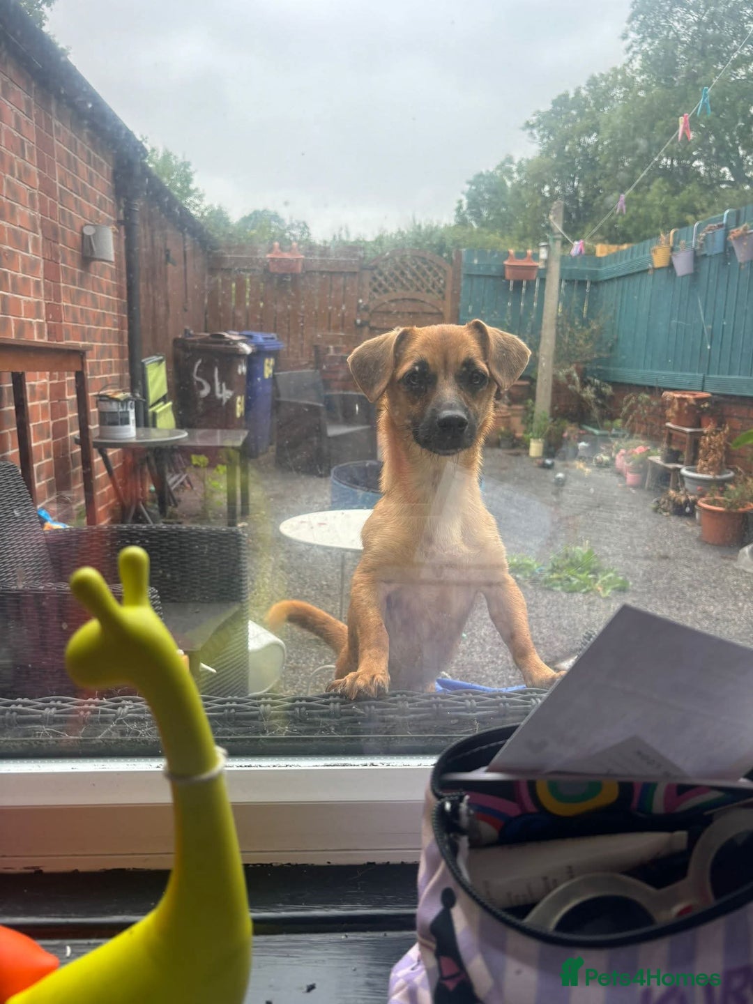 Mixed Breed dogs for adoption: Meet Mika, currently residing in Barnsley - Image 4