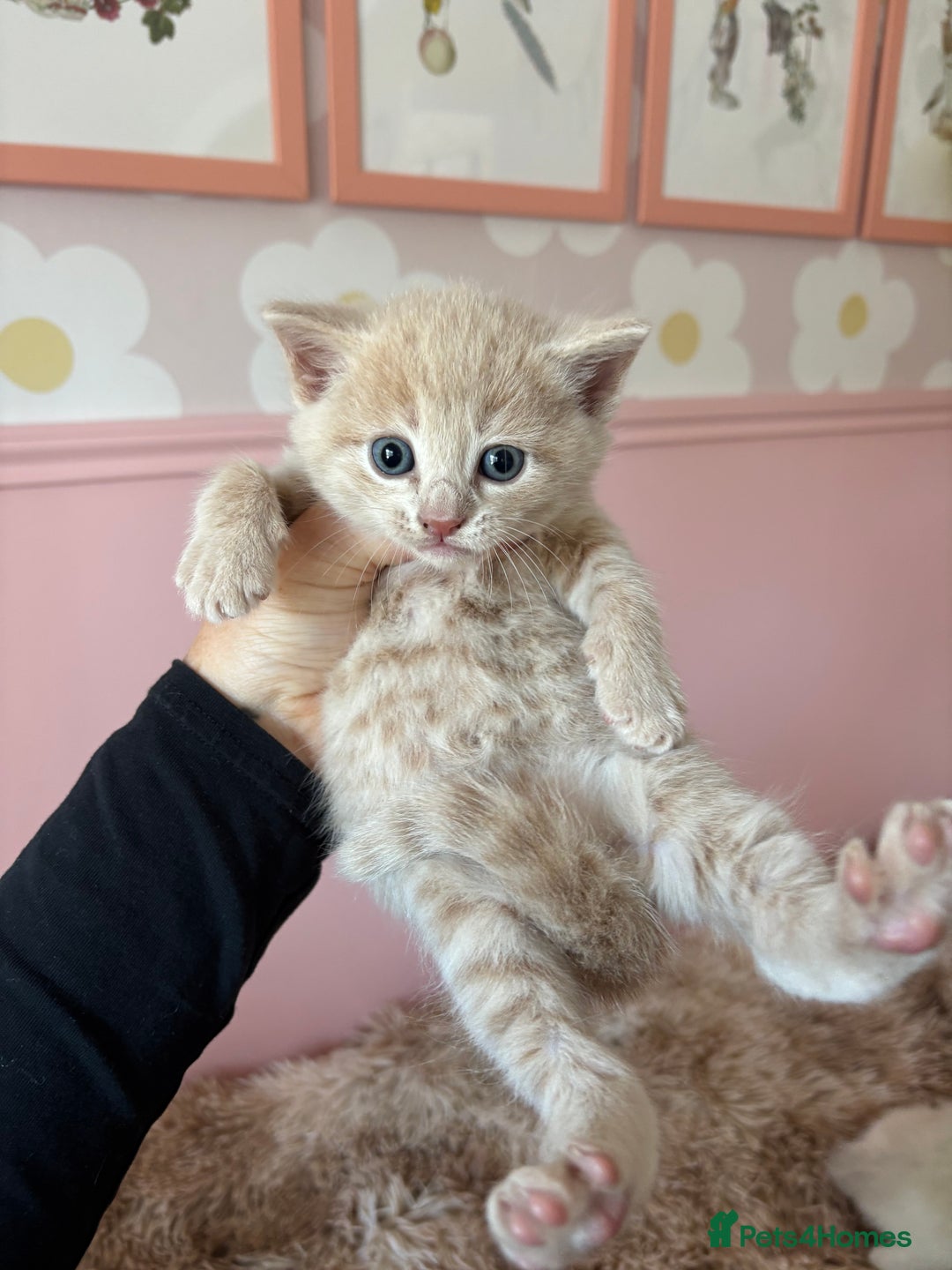 Mixed Breed cats for sale: 5 x gorgeous mixed kittens (4 left) - Image 1