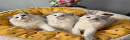 Ragdoll cats for sale: 🥇🏆🐆Exclusive kittens❤️✨️🏆Award winning cattery - Advert 13