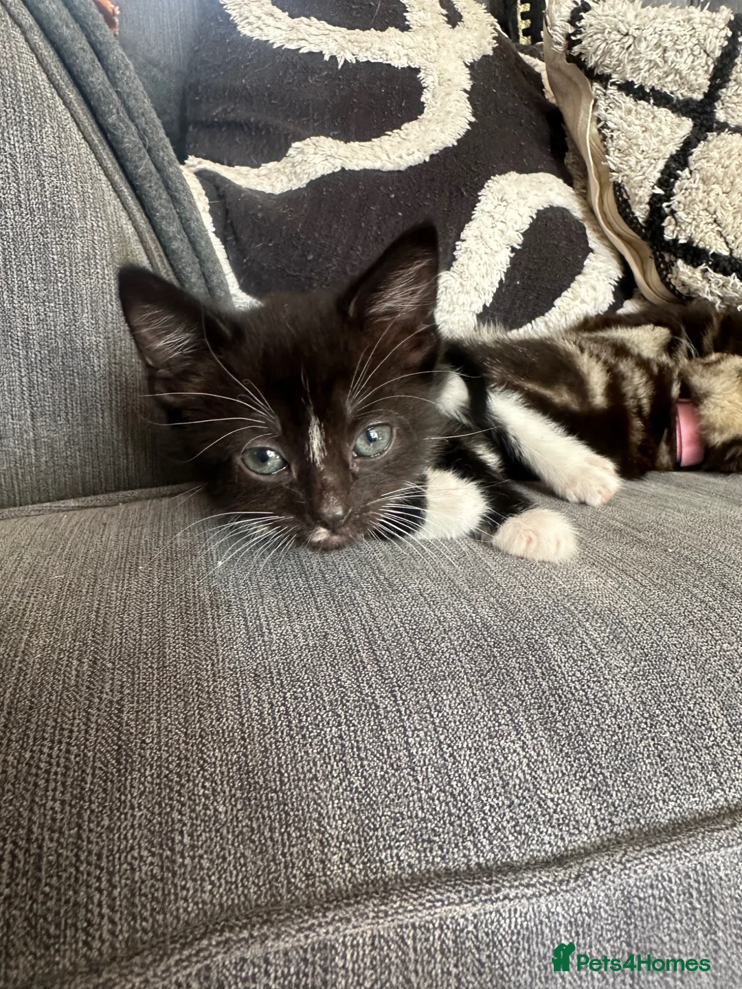 Mixed Breed cats for sale: 6 Beautiful Kittens Available  - Advert 20