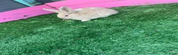 Continental Giant rabbits for sale: Giant continental babies  - Advert 3