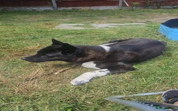 Mixed Breed dogs for sale: American akita x staffy pups for sale  - Image 14