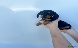 Dachshund dogs for sale: Miniature dachshund puppies  - Image 9
