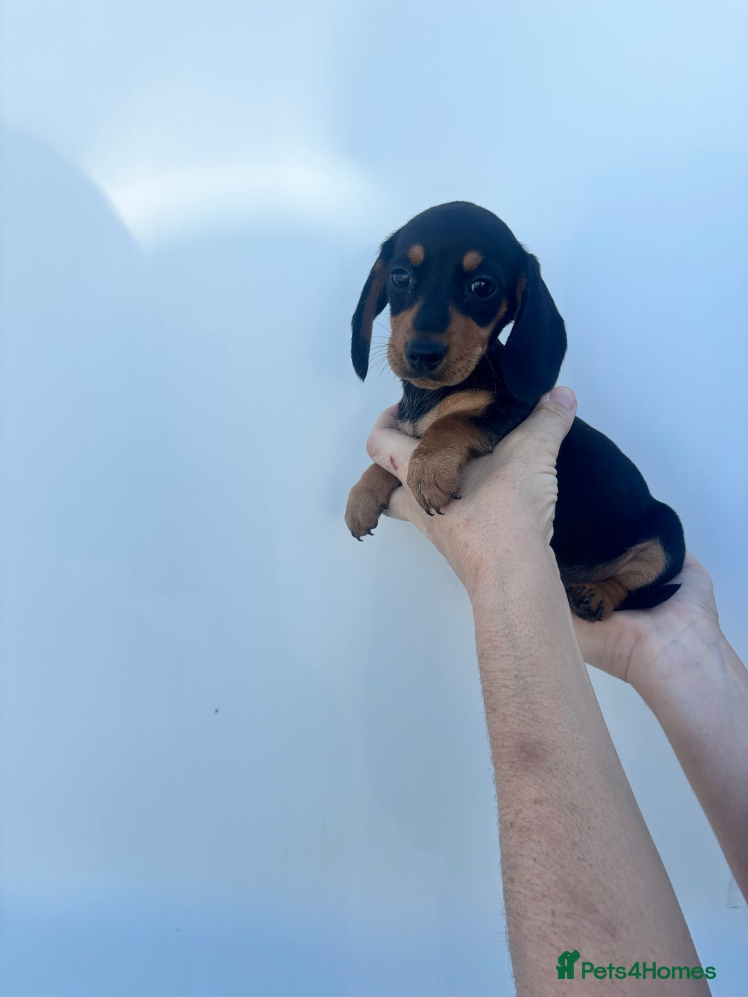 Dachshund dogs for sale: Miniature dachshund puppies  - Image 9
