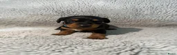Jackapoo dogs for sale: Jackapoo Puppy’s  - Advert 13