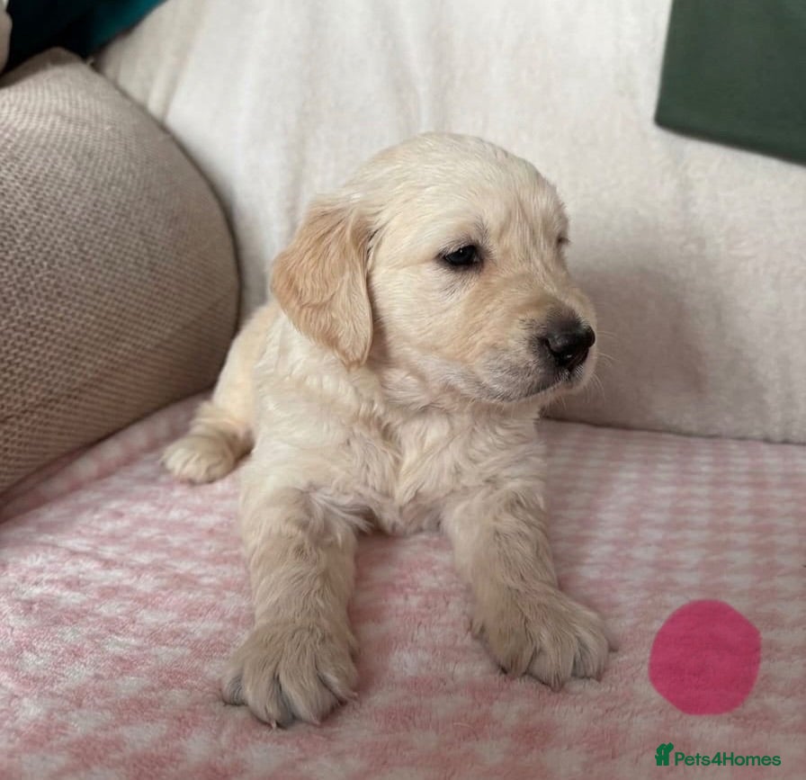 Golden Retriever dogs Beautiful golden retriever puppies  - Advert 1