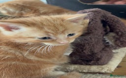 Mixed Breed cats for sale: 3 beautiful kittens for sale.  - Image 9