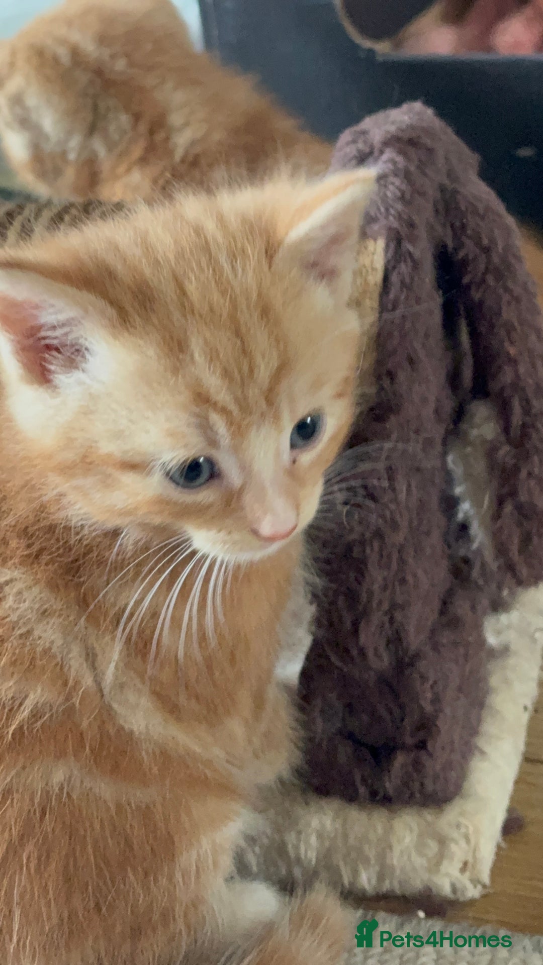 Mixed Breed cats for sale: 3 beautiful kittens for sale.  - Image 9