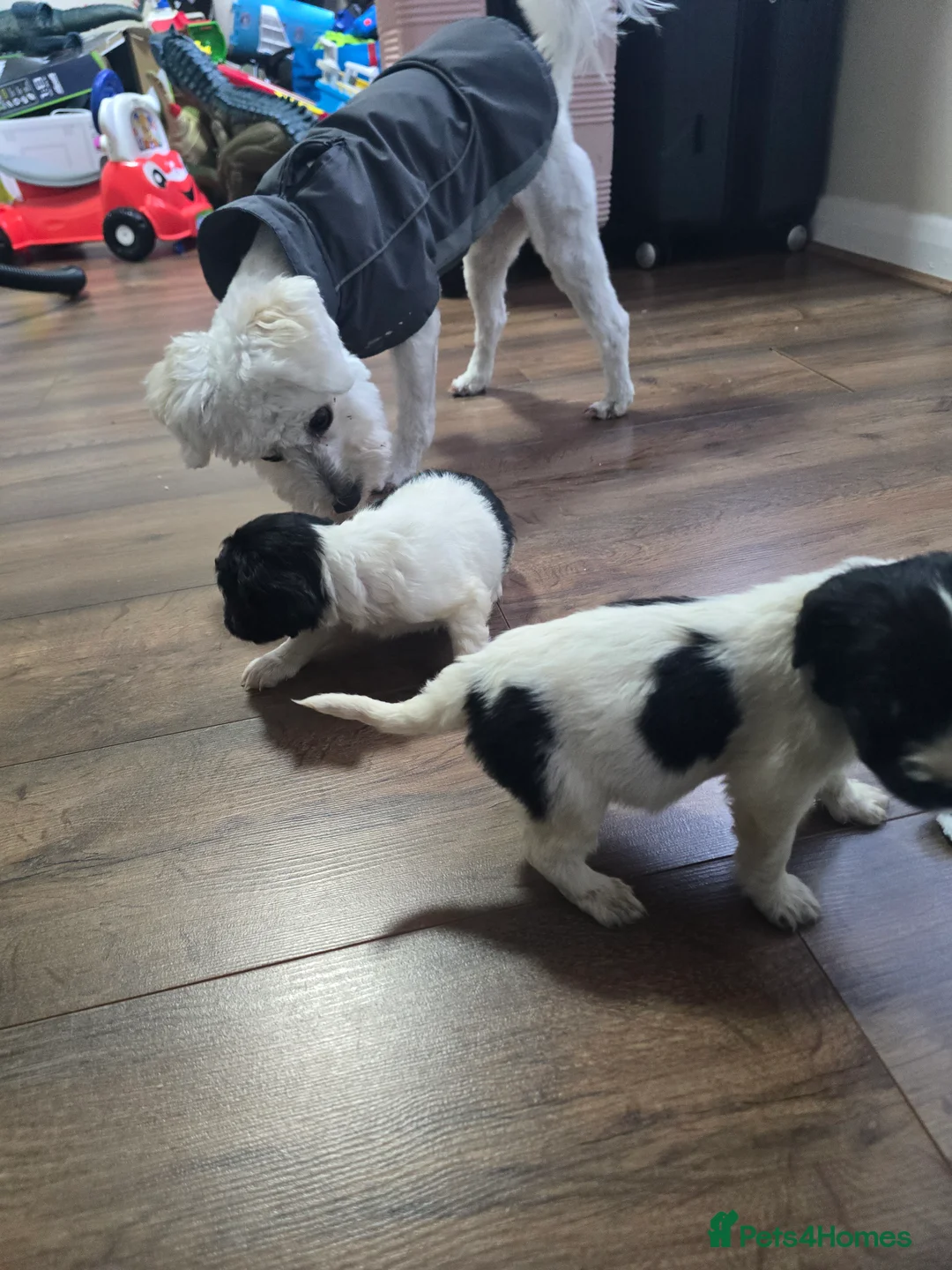 Mixed Breed dogs for sale: Malchi puppies  - Advert 13