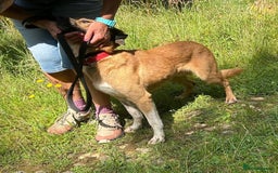Mixed Breed dogs for adoption: Pony - Norwich Norfolk  - Image 10