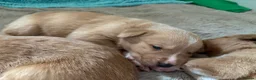 Borador dogs for sale: Fox red Borador puppies  - Advert 15
