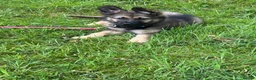 German Shepherd dogs for sale: 3 month female German Shepherd puppy. - Advert 5