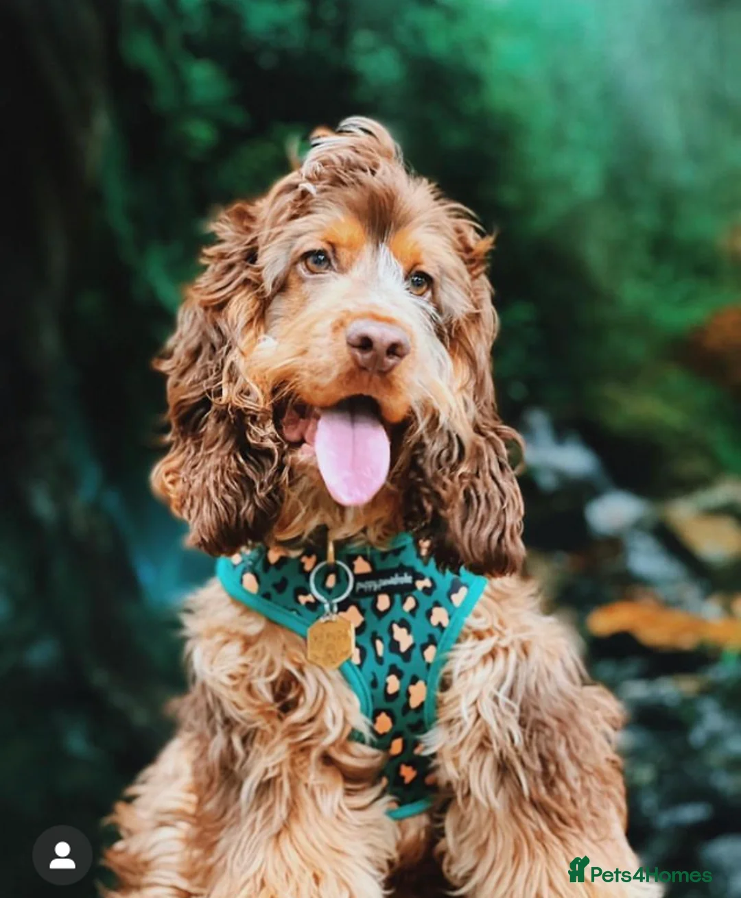 Cocker Spaniel dogs for stud: KC ‘Best Practice’ Health 🐾Show 🐾180+ pups born in Preston - Advert 19