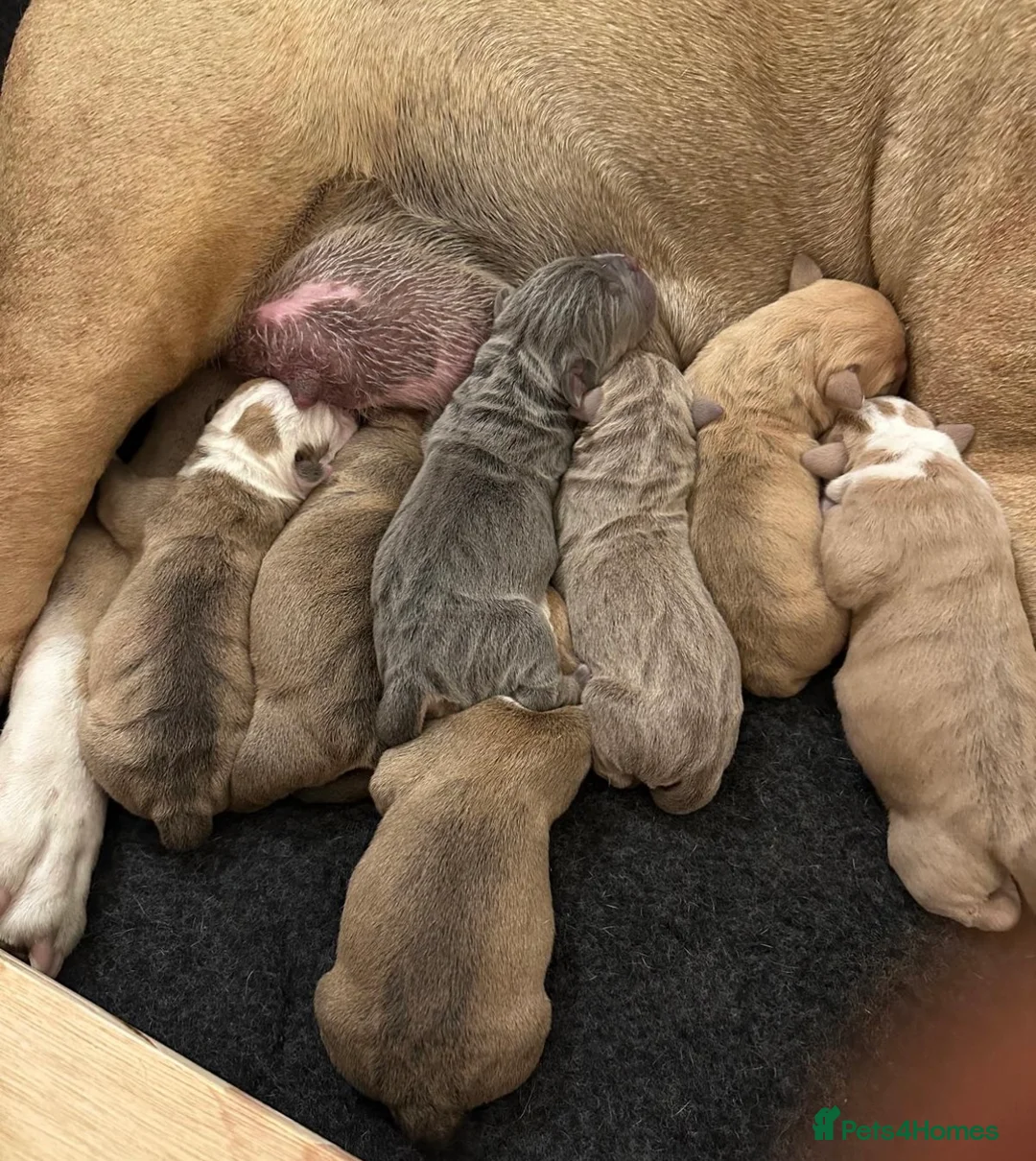 Olde English Bulldogge dogs for stud: Olde English Bulldog stud well proven - Advert 15