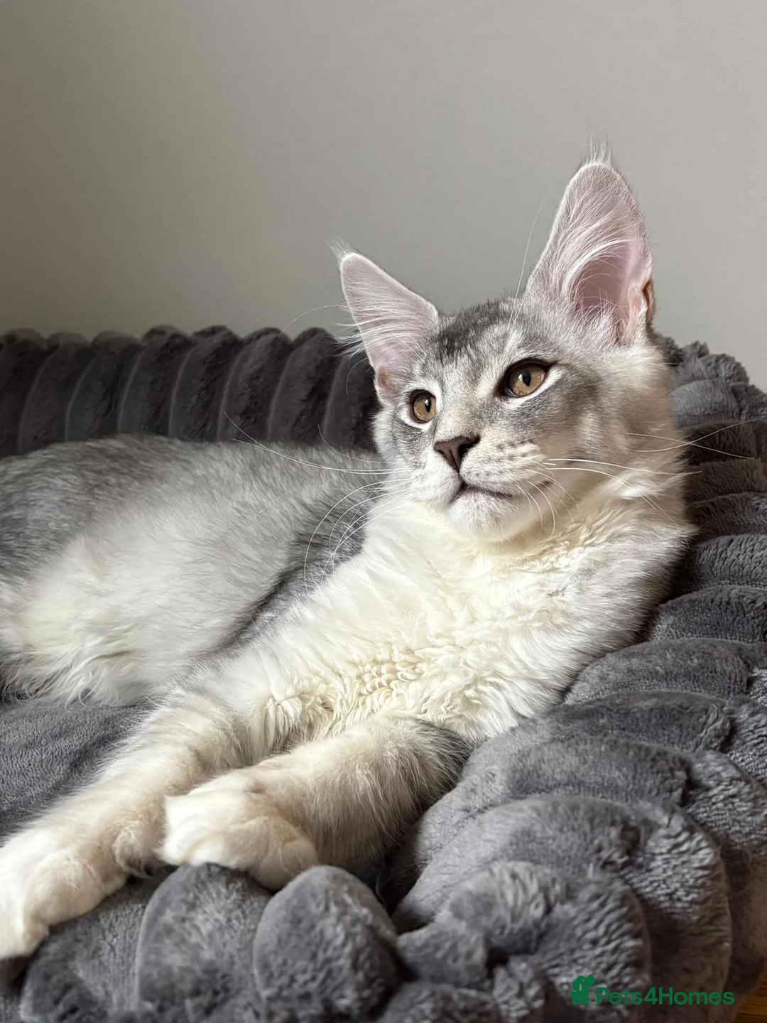 Maine Coon cats for sale: XL Maine Coon Kittens for Sale – TICA Reg - Advert 10