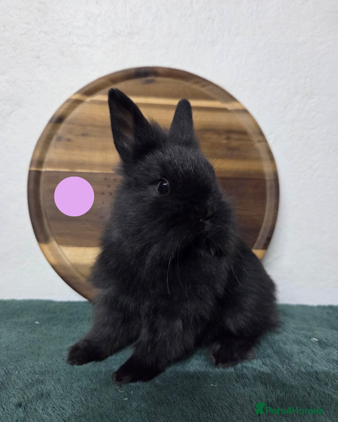 Mini Lion Lop rabbits for sale: Lion-Lop kits - Advert 3