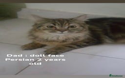 Persian cats for sale: ONLY 1 BOY 1 GIRL LEFT  - Image 7