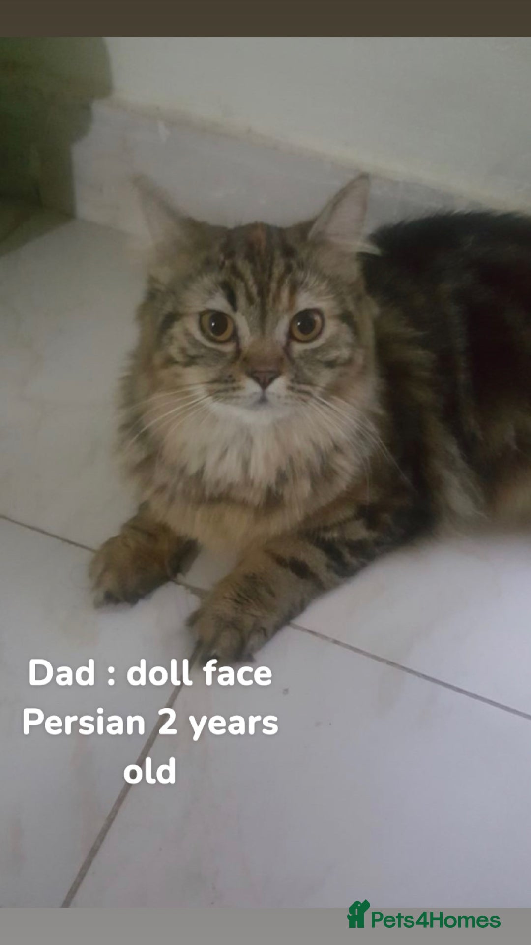 Persian cats for sale: ONLY 1 BOY 1 GIRL LEFT  - Image 7